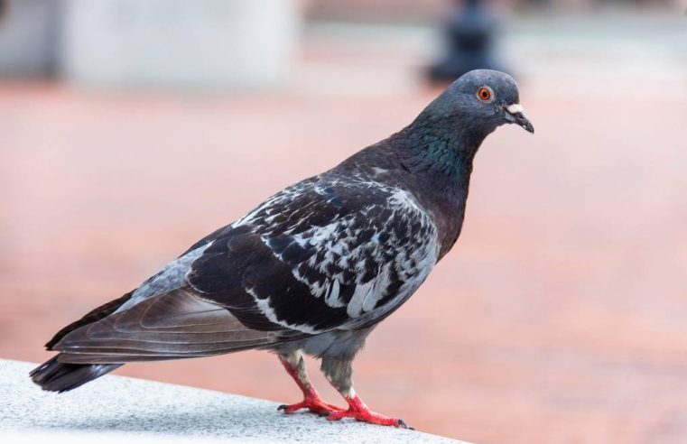 Société de dépigeonnage à paris : services, tarifs et interventions