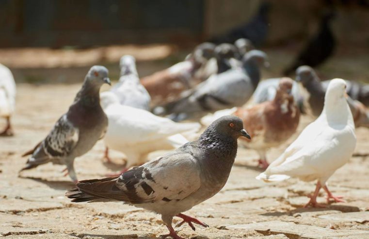 Depigeonnage à toulon : préserver l’hygiène et la sécurité de vos locaux