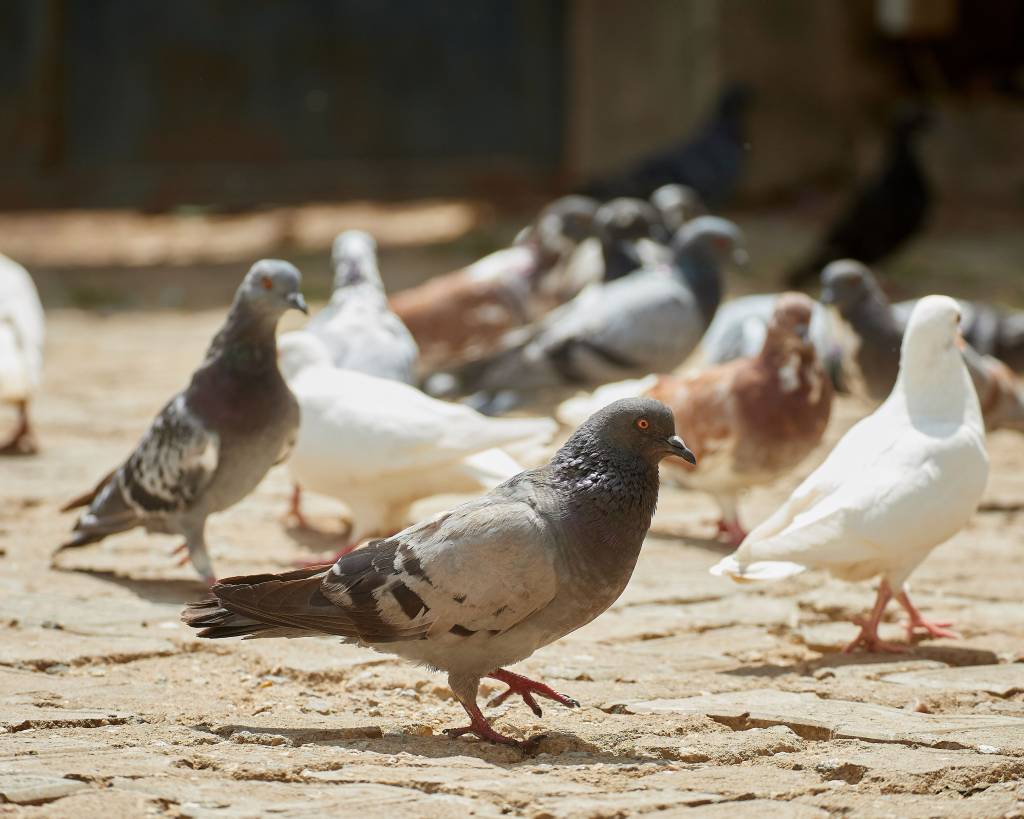 Depigeonnage à toulon : préserver l’hygiène et la sécurité de vos locaux